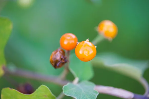 Solanum indicum, Hierba y alimentos — Foto de Stock