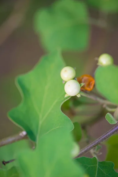 Solanum indicum,Herb and food — Stock Photo, Image
