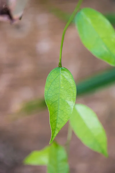 Tiliacora triandra veya bai-yanang, gıda ve bitki — Stok fotoğraf