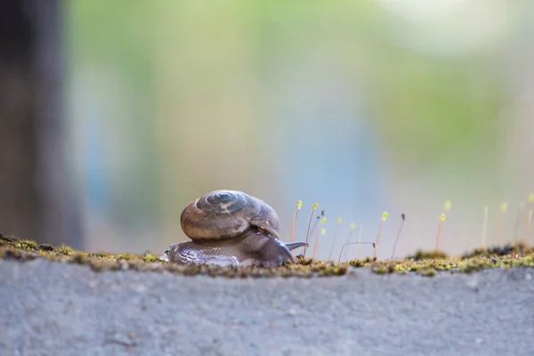 Snigel kryper på mossa — Stockfoto