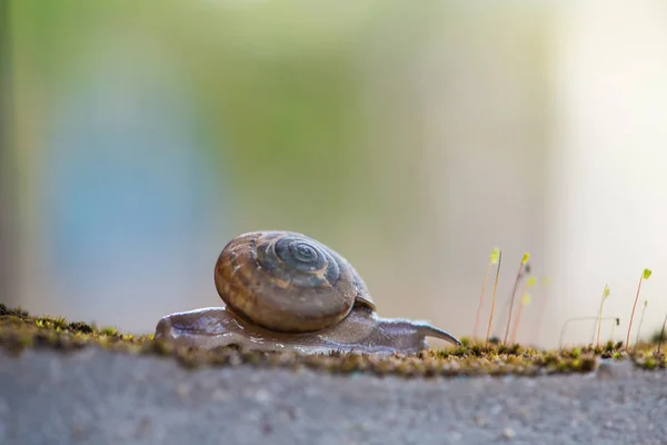 Snail on old wall — Stock Photo, Image