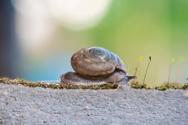 Snigel på gammal vägg — Stockfoto