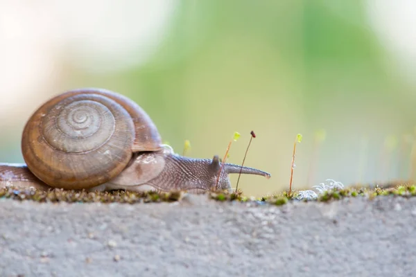 Snigel på gammal vägg — Stockfoto