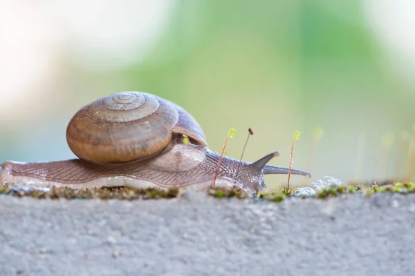 Snigel på vägg墙上的蜗牛 — Stockfoto
