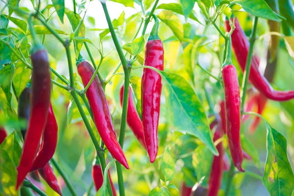 Rode chilipeper in boerderij — Stockfoto