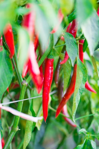 Red chili pepper in farm — Stock Photo, Image