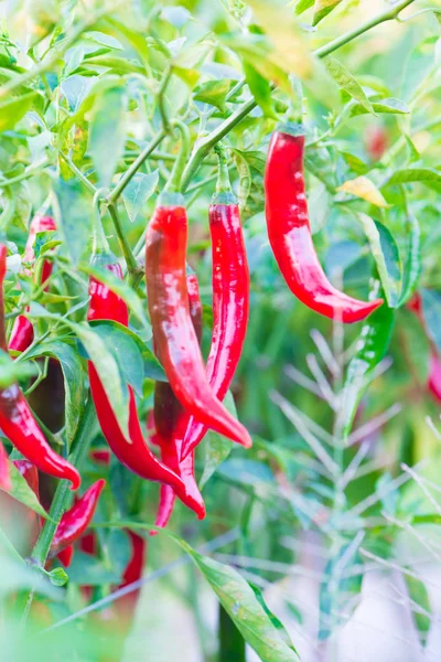 Red chili pepper in farm — Stock Photo, Image