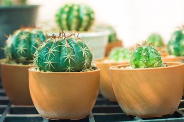 Kaktüs çiçeği tencerede kadar kapalı