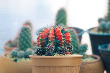 kaktüs sera içinde