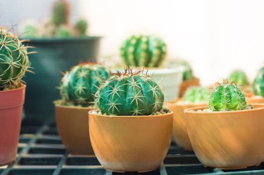 Çiçek saksısında kaktüs