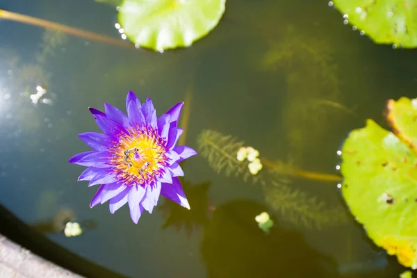 紫の蓮の花で引けた — ストック写真