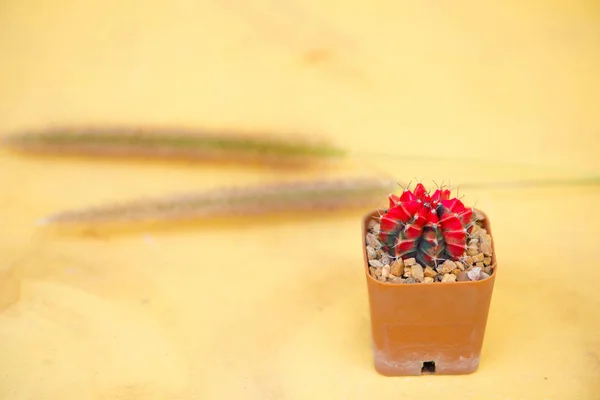 Cacto vermelho em vaso de flores no chão — Fotografia de Stock