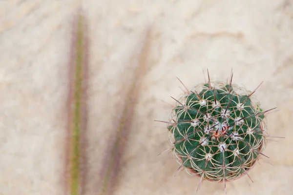 Stängt upp cactus och gräs blomma — Stockfoto