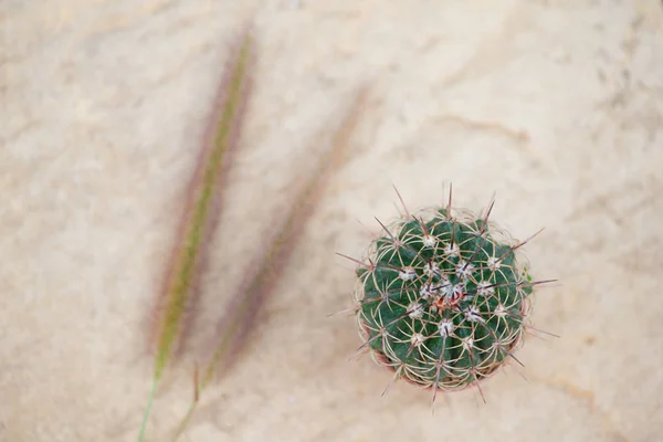 Cactus y flor de hierba — Foto de Stock