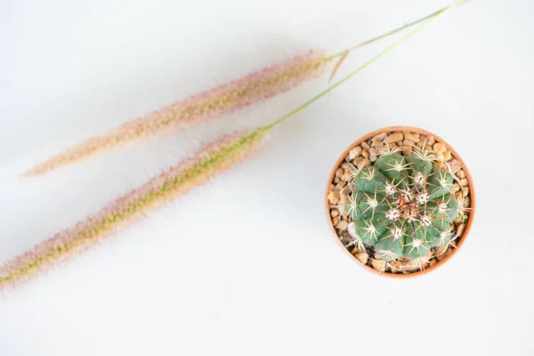 Cactus and grass flower ceramic floor — Stock Photo, Image