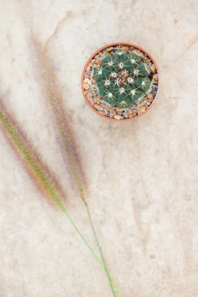 Closed up cactus and grass flower — Stock Photo, Image