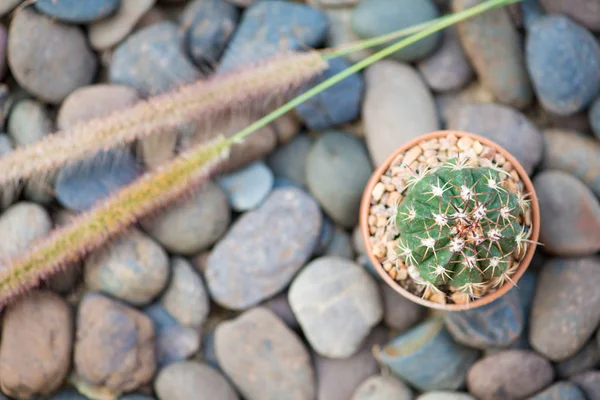 Cactus et herbe fleur rocher plancher — Photo