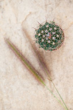 kaktüs ve çimen çiçek