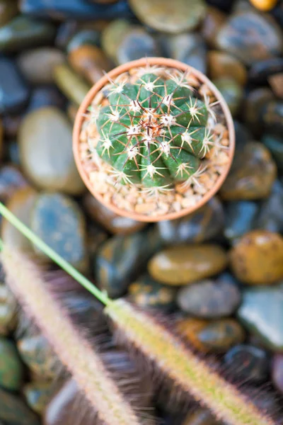 Kaktus ja ruoho kukka rock lattia — kuvapankkivalokuva