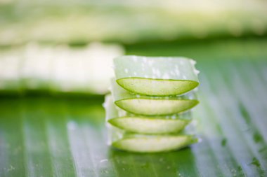 Dilimlenmiş Aloe vera yaprak yeşil