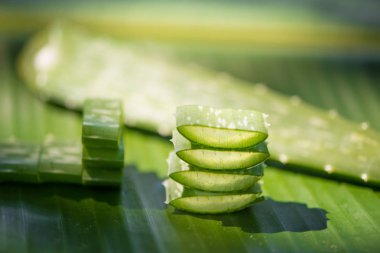 Dilimlenmiş Aloe vera yaprak yeşil