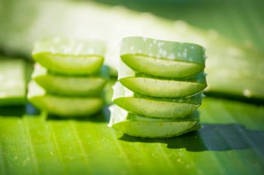 Dilimlenmiş Aloe vera yaprak yeşil