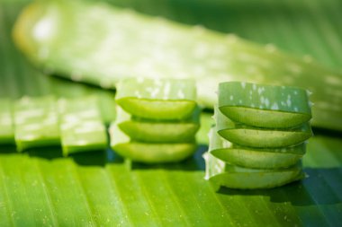 Yeşil yapraklarda aloe vera