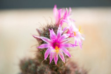 Kaktüs çiçek kadar kapalı