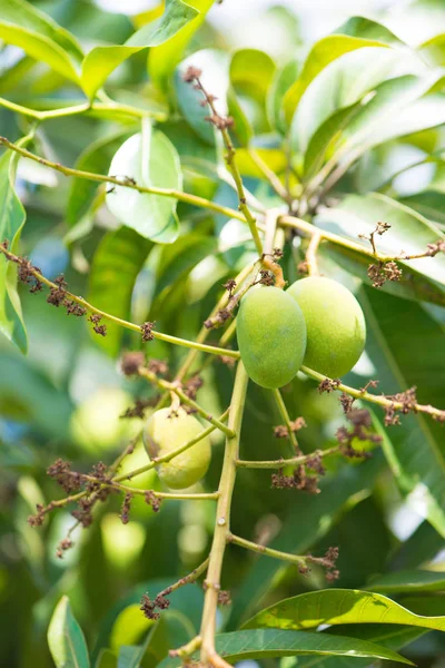 Mangue verte suspendue à un arbre — Photo