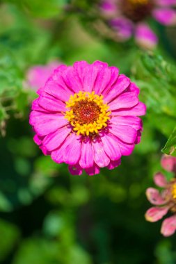 pembe zinnia çiçeği