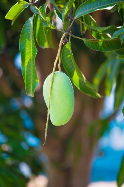 Yeşil mango ağacına asılı