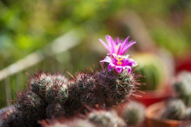 Tencerede pembe kaktüs çiçeği