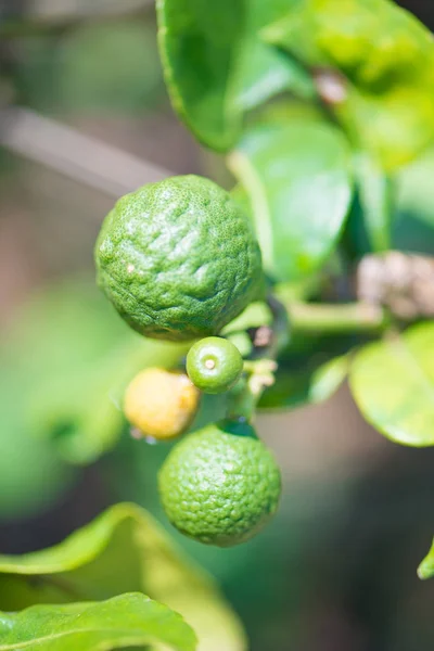 Fermé fruits de bergamote — Photo