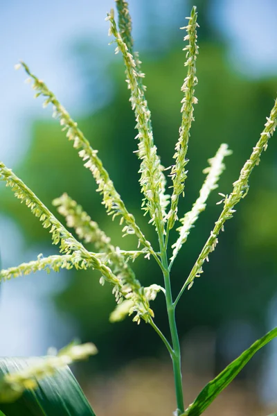 Corn flower in farm — Stock Photo, Image