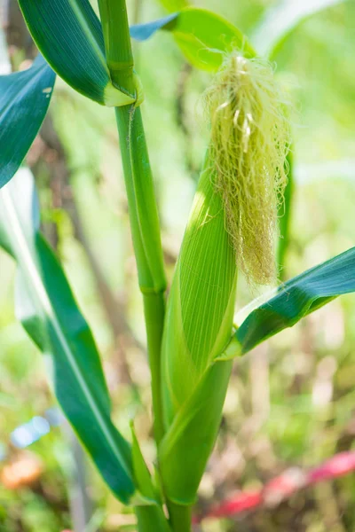 Closed up Green corn in organic farm — Stock Photo, Image