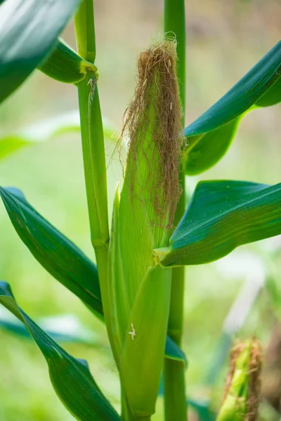 Green corn in organic farm — Stock Photo, Image