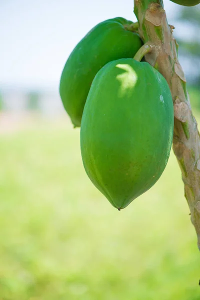 Papaye verte dans une ferme biologique — Photo