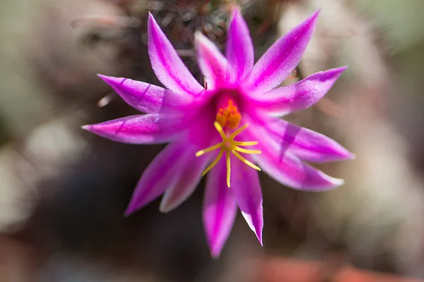 Closed up Pink cactus flower in pot — Stock Photo, Image