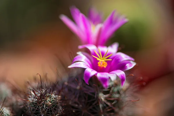 Tencerede Pembe Kaktüs Çiçeği — Stok fotoğraf