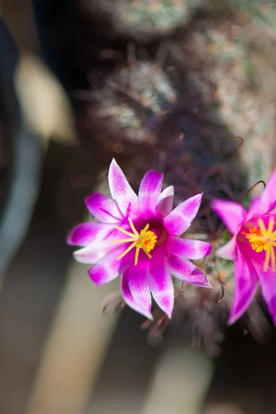 Flores de cactus rosa en maceta —  Fotos de Stock