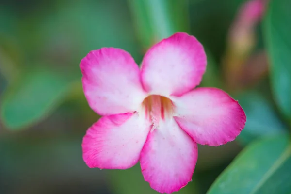 Cerrado flor rosa de adenio —  Fotos de Stock