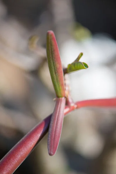 Adénium ou rose du désert — Photo