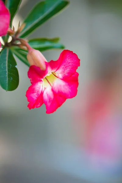 Cerrado flor roja de adenio —  Fotos de Stock