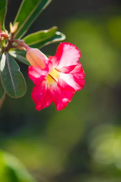 Flor de adenio rojo —  Fotos de Stock