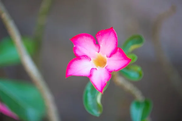 Adenium růžový květ — Stock fotografie