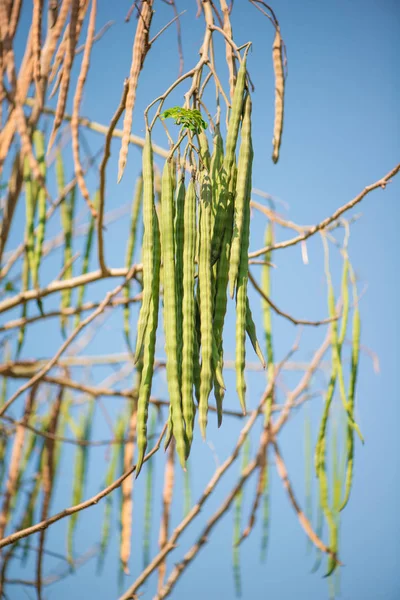 Raifort, pilon ou fruits Moringa Oleifera — Photo