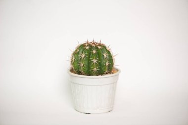 Melocactus beyaz arka planda saksıda