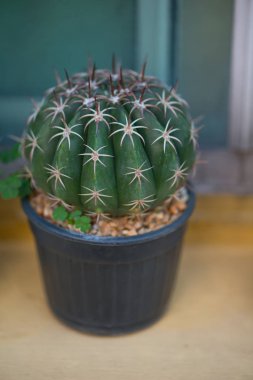 Saksıda Melocactus