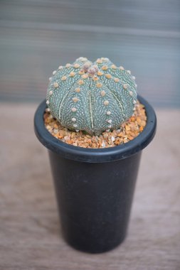Astrophytum Asterias Kaktüs çiçek saksısında