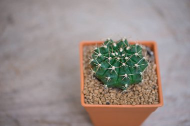 Saksıda jimnastik salonu kaktüsü